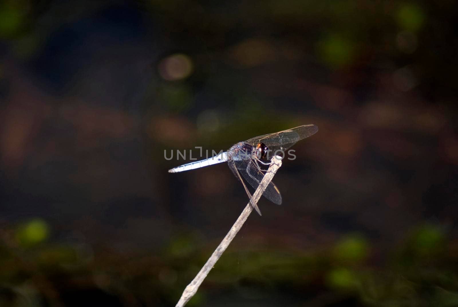 Dragonfly with the characteristic outspread wings when at rest, perched on a twig in sunshine