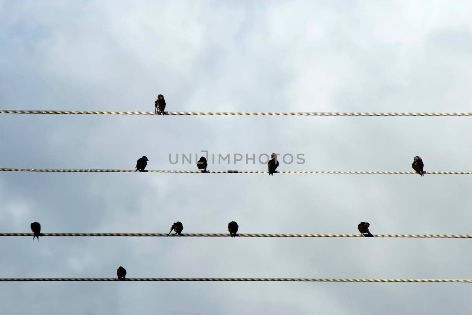 Flock of birds perched preening on electrical wires silhouetted against a cloudy sky