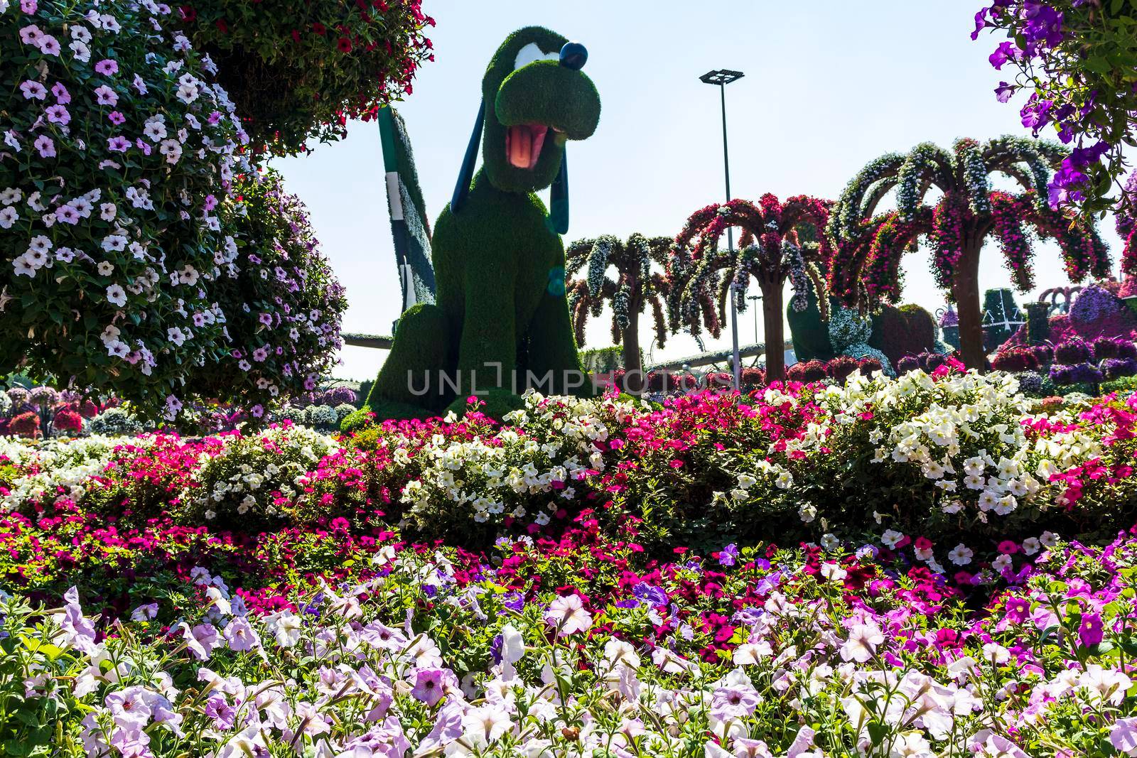 Dubai, UAE - 03.06.2020 Flower and landscaping installations in Dubai miracle garden.