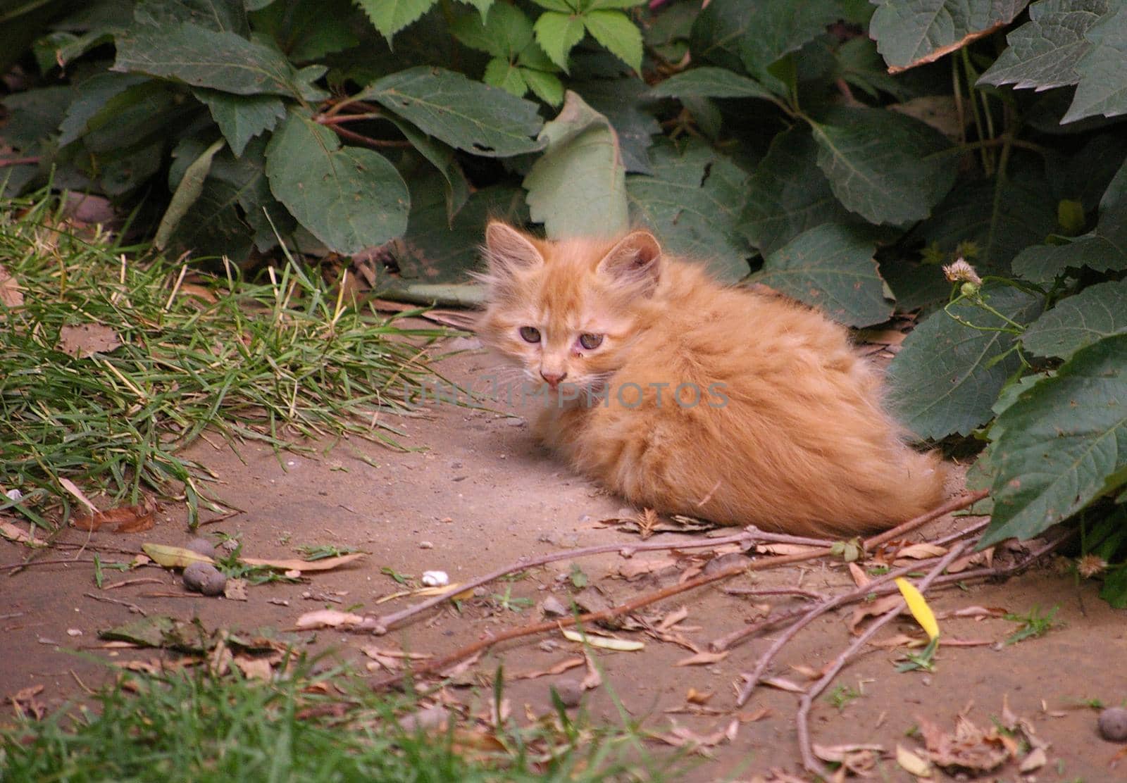 a sad looking little kitten