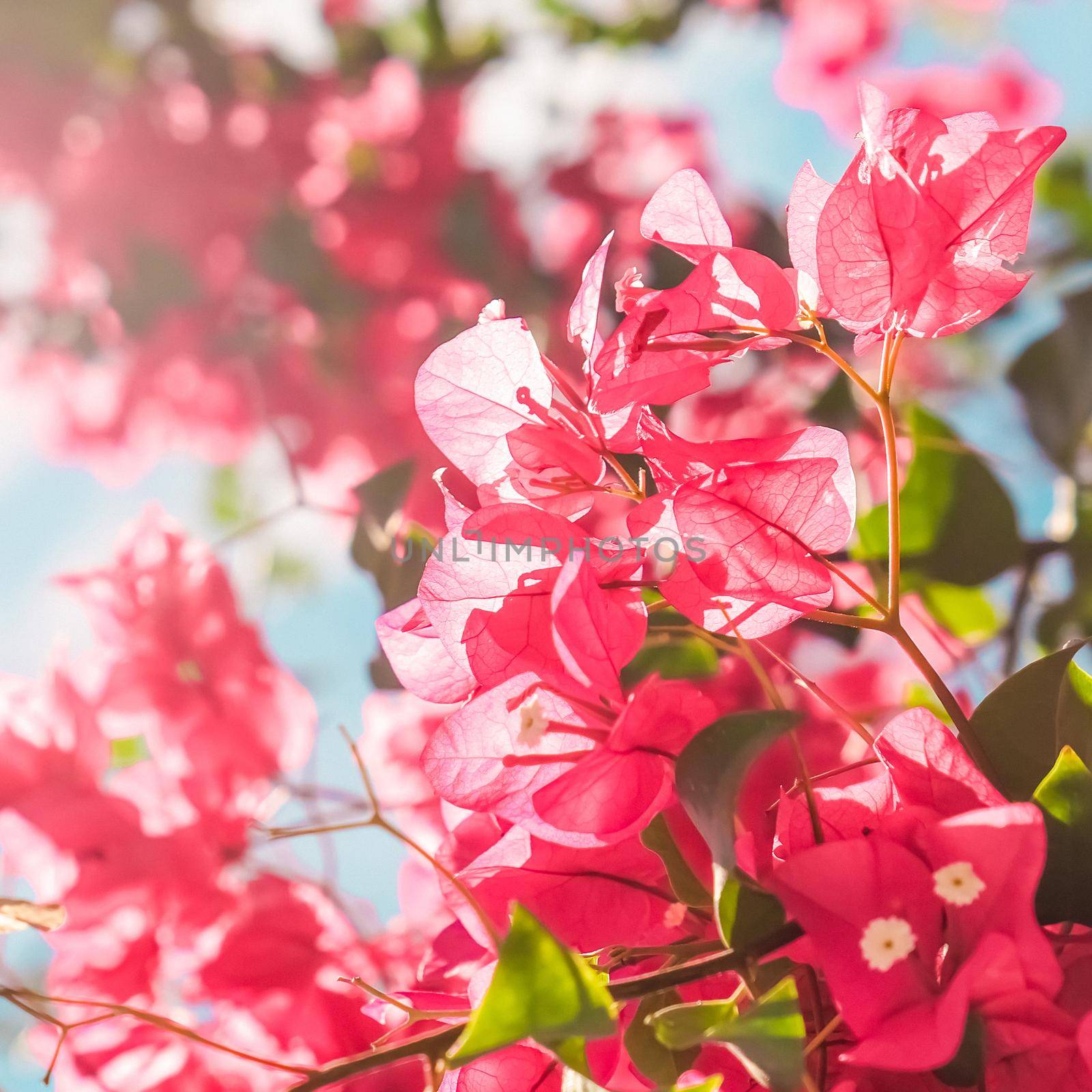 Coral blooming flowers and blue sky, feminine style background by Anneleven