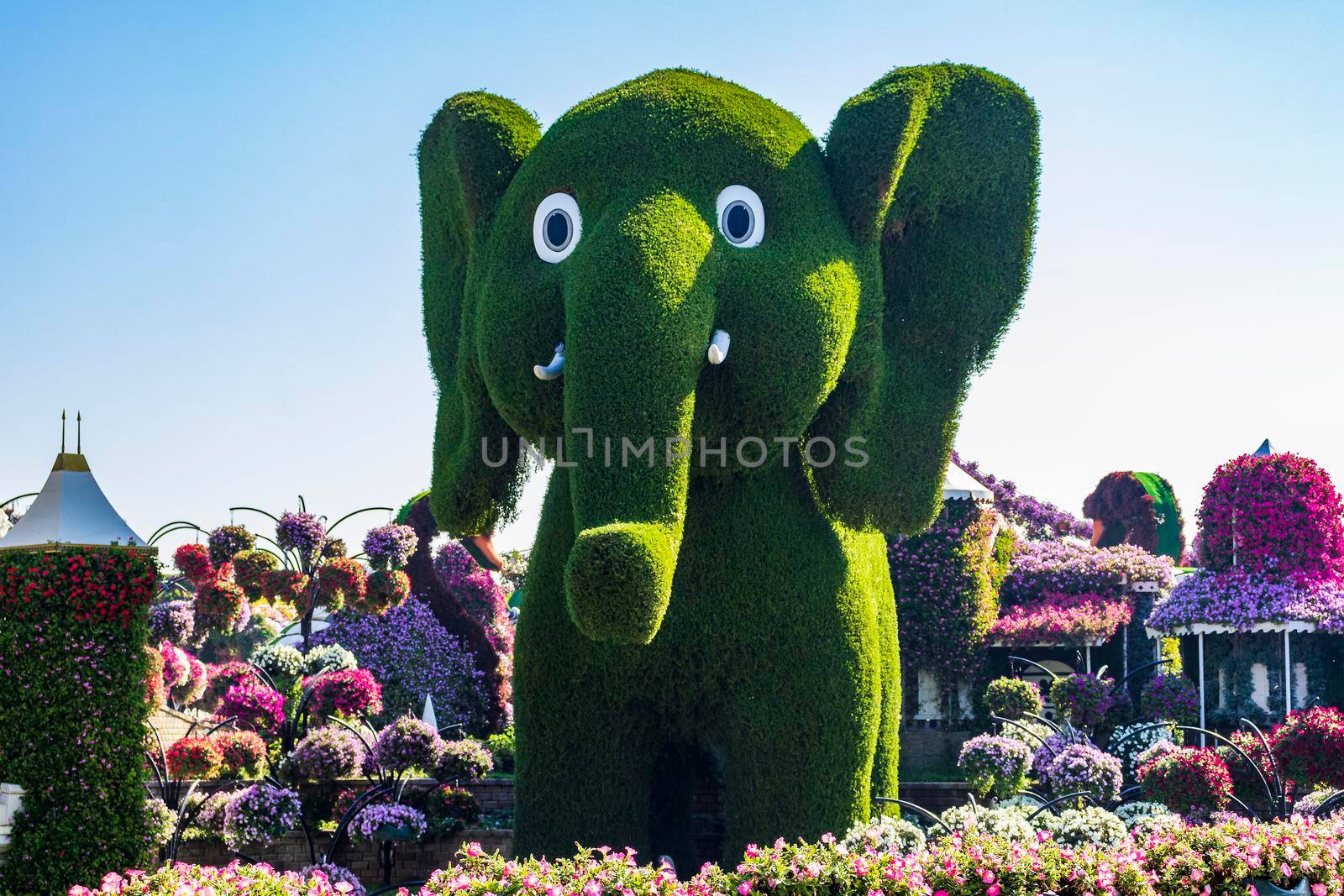 Dubai, UAE - 03.06.2020 Flower and landscaping installations in Dubai miracle garden. Sightseeing by pazemin