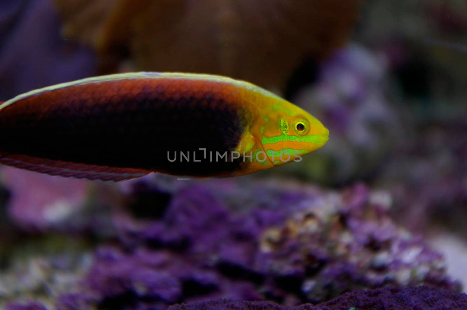 colourful saltwater tropical fish