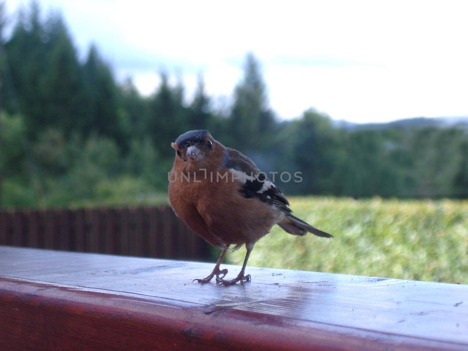 a chaffinch perched on a fence