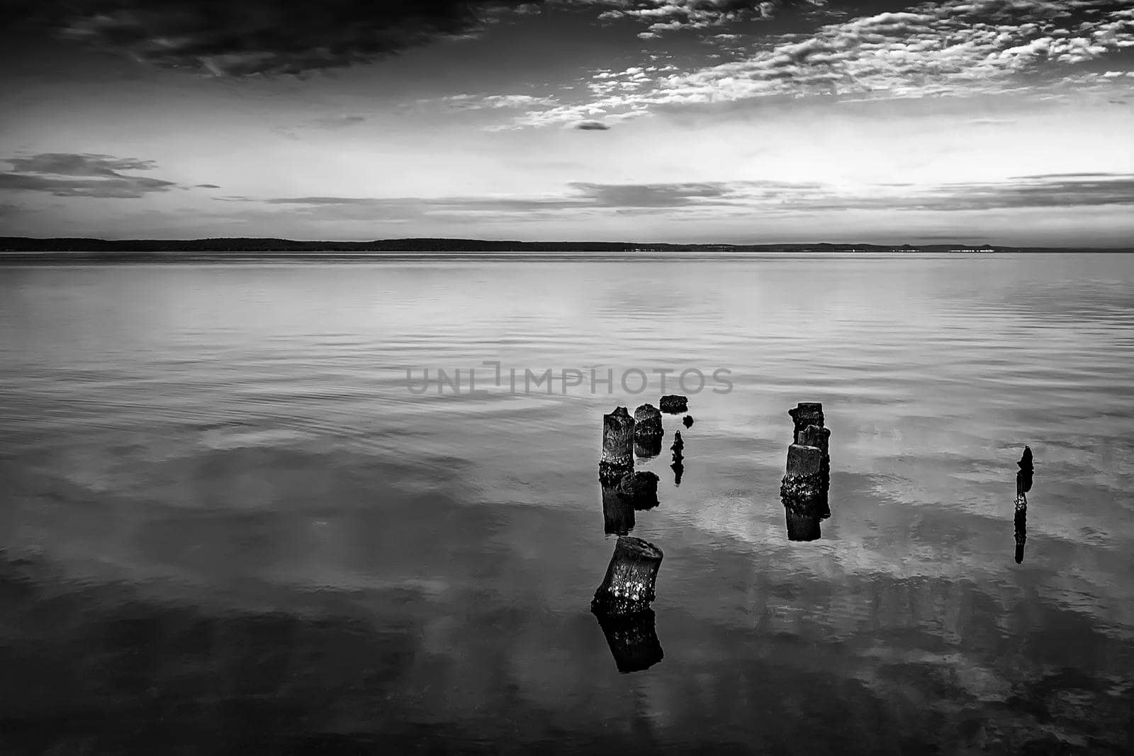 Old timber jetty pillars protruding from the water.  Dead tree stumps In the water. Black and white