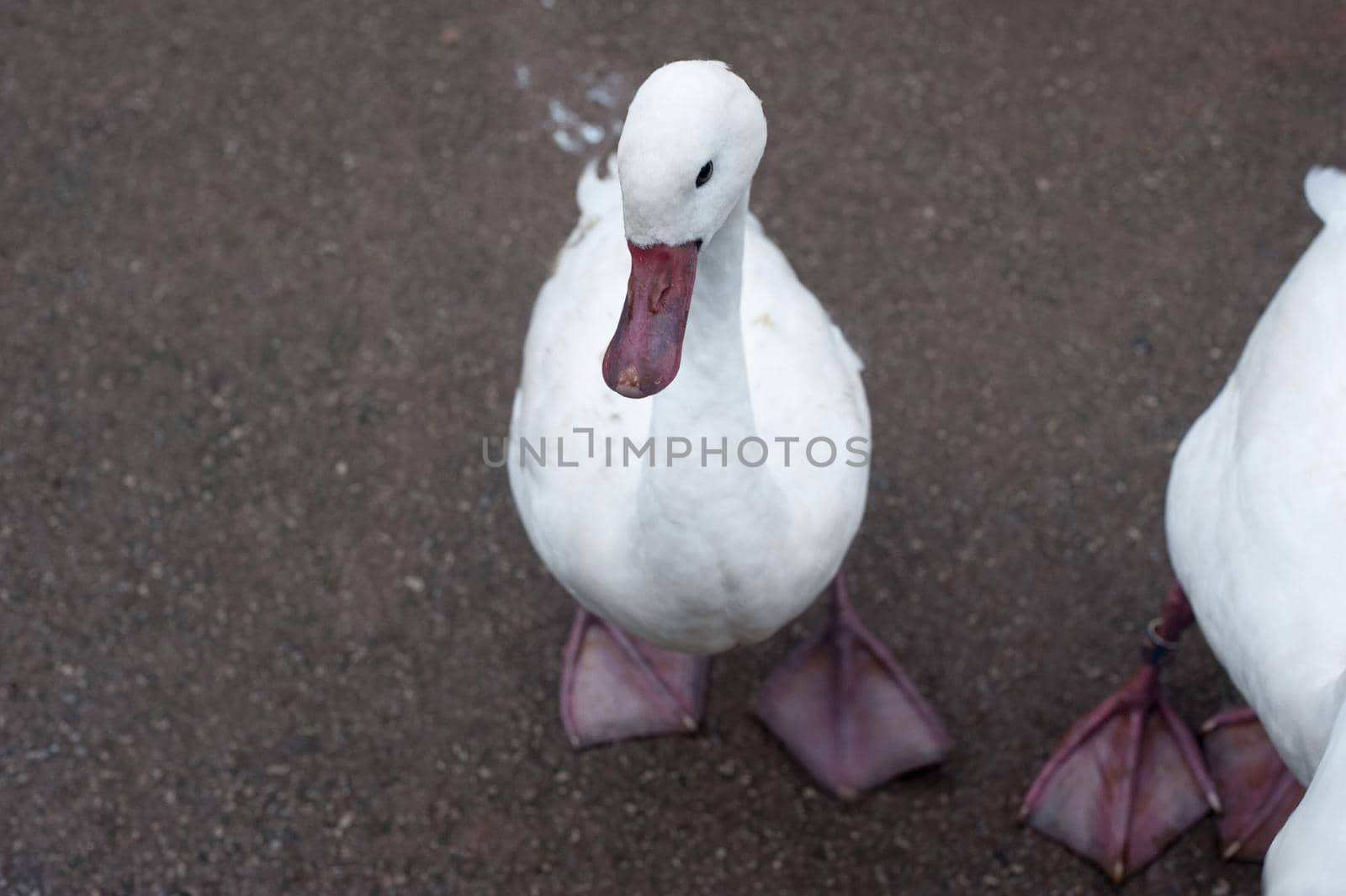 White domestic goose standing on the ground looking up eyeing the camera