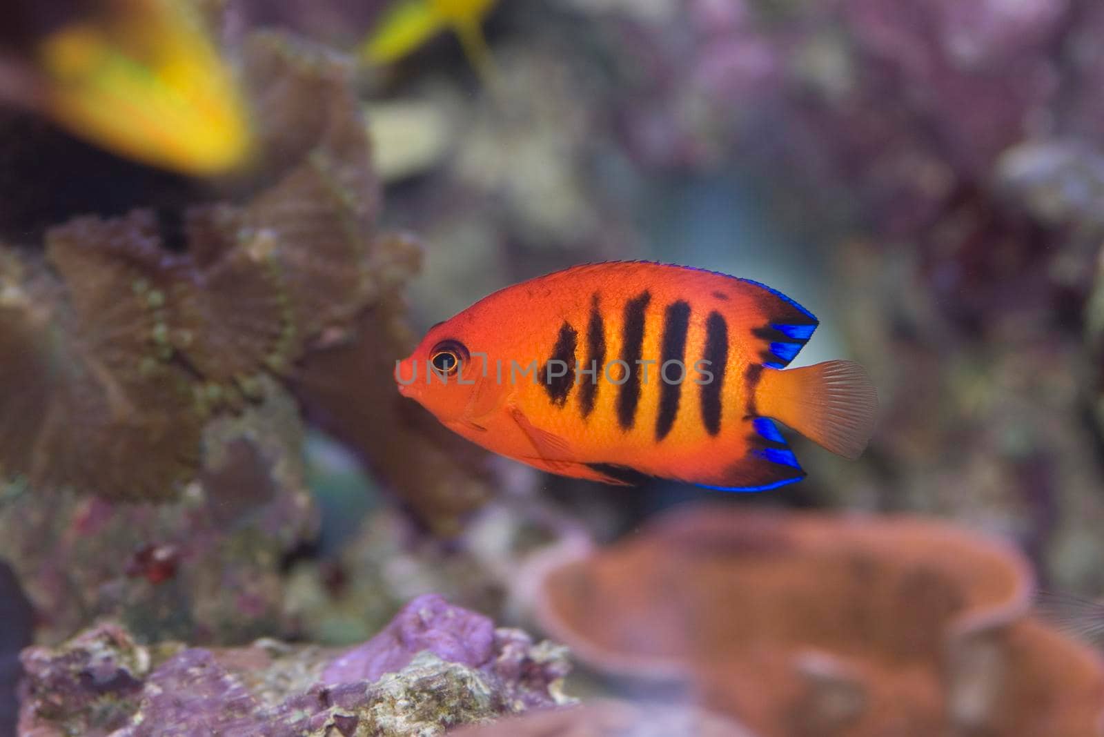 a bright orange flame angel fish