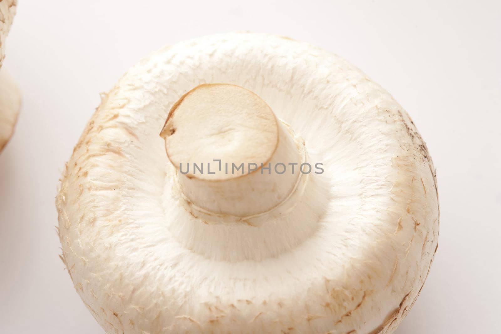 Close-up of one white mushroom upside down