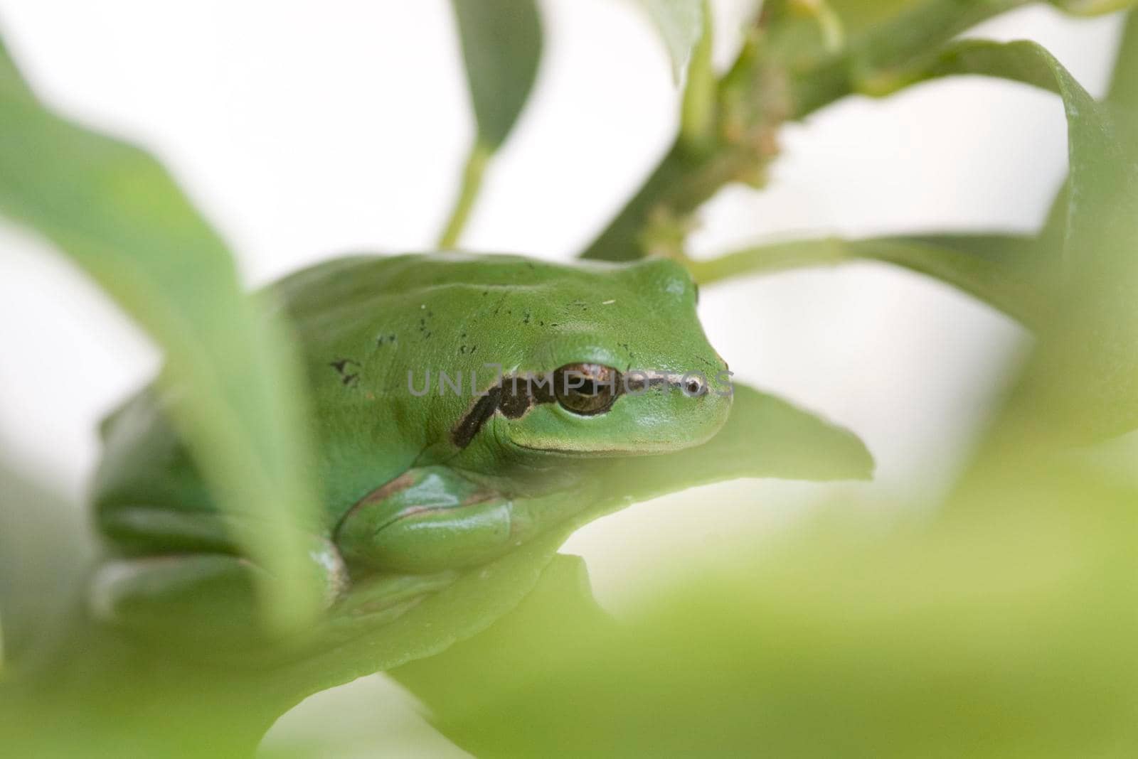 a small green tree frog on a leaf