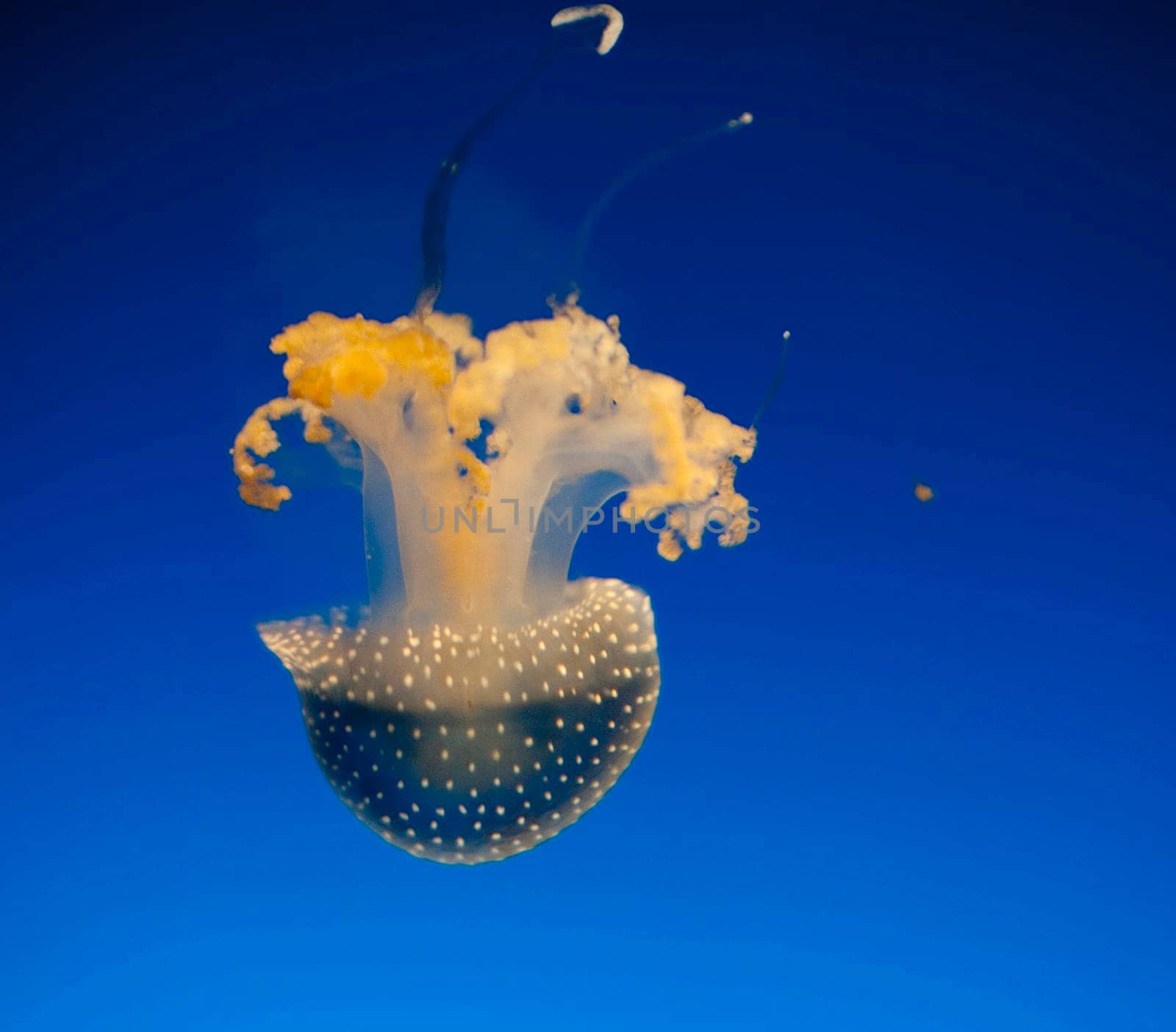 Beautiful white spotted jellyfish with colourful yellow arms and tentacles, swimming underwater in a marine aquarium