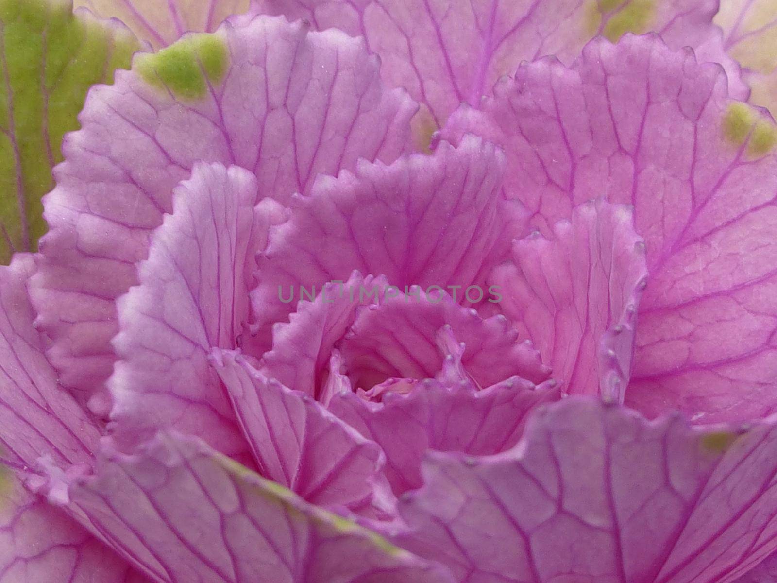 Close-up of a nutritious ripe pink cabbage, natural source of vitamin K, vitamin C and dietary fiber