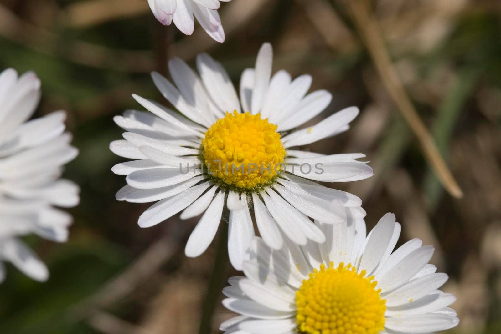 beautiful wild flowers, white daisies of the family Asteraceae
