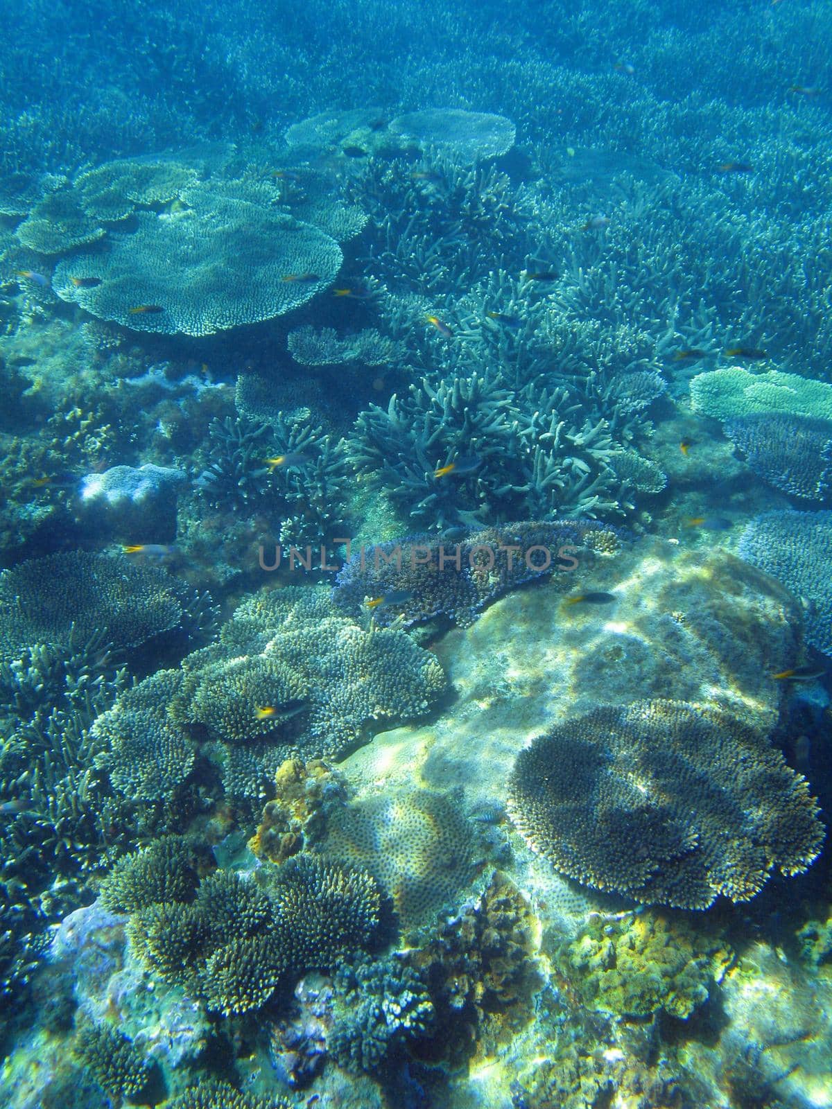 A colourful assortment of Plate Corals forming a coral reef