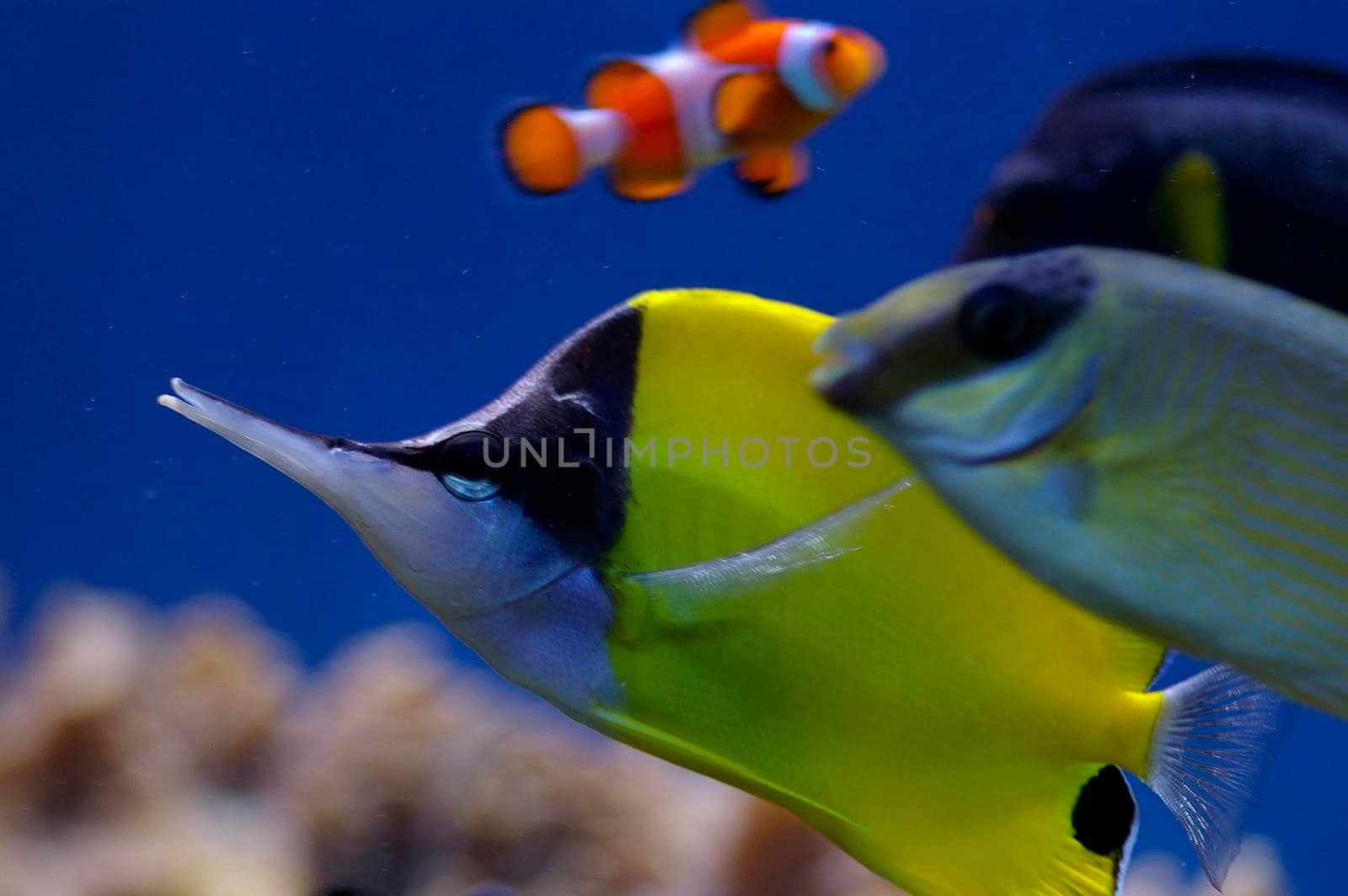 yellow butterfly and clown anenome fish