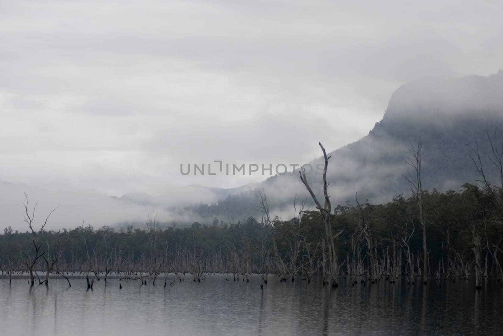 looking out across lake rowallan on a misty morning, tasmania