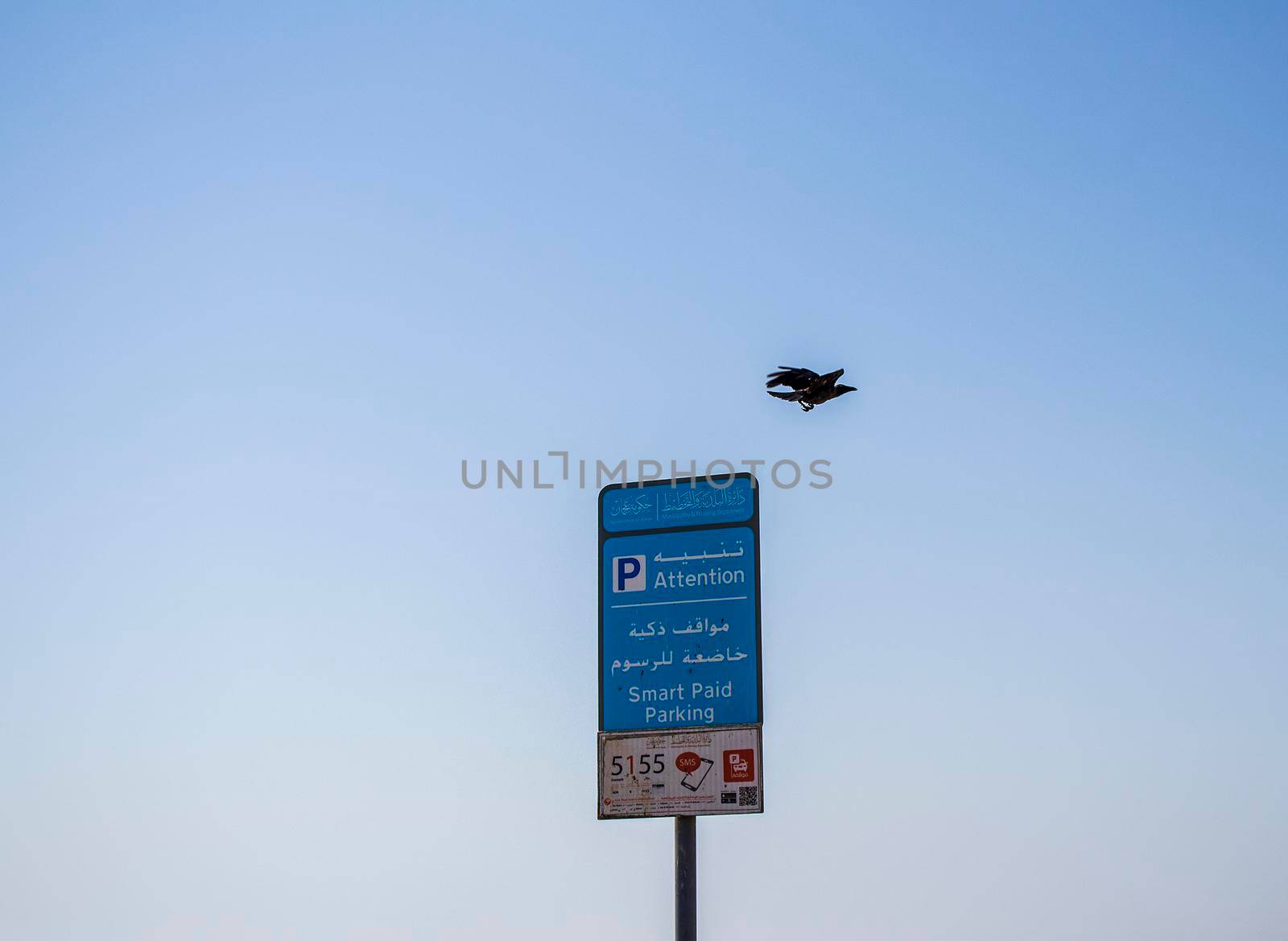 Crow is flying away from parking meter post. Shot was taken in Ajman emirate. UAE. by pazemin