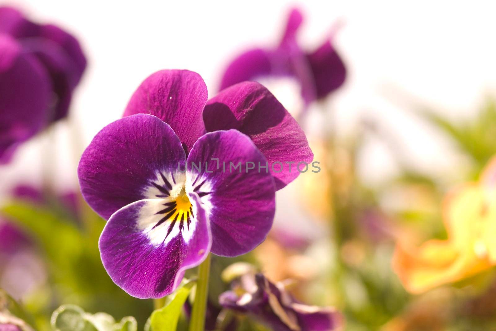 purple pansies by sanisra