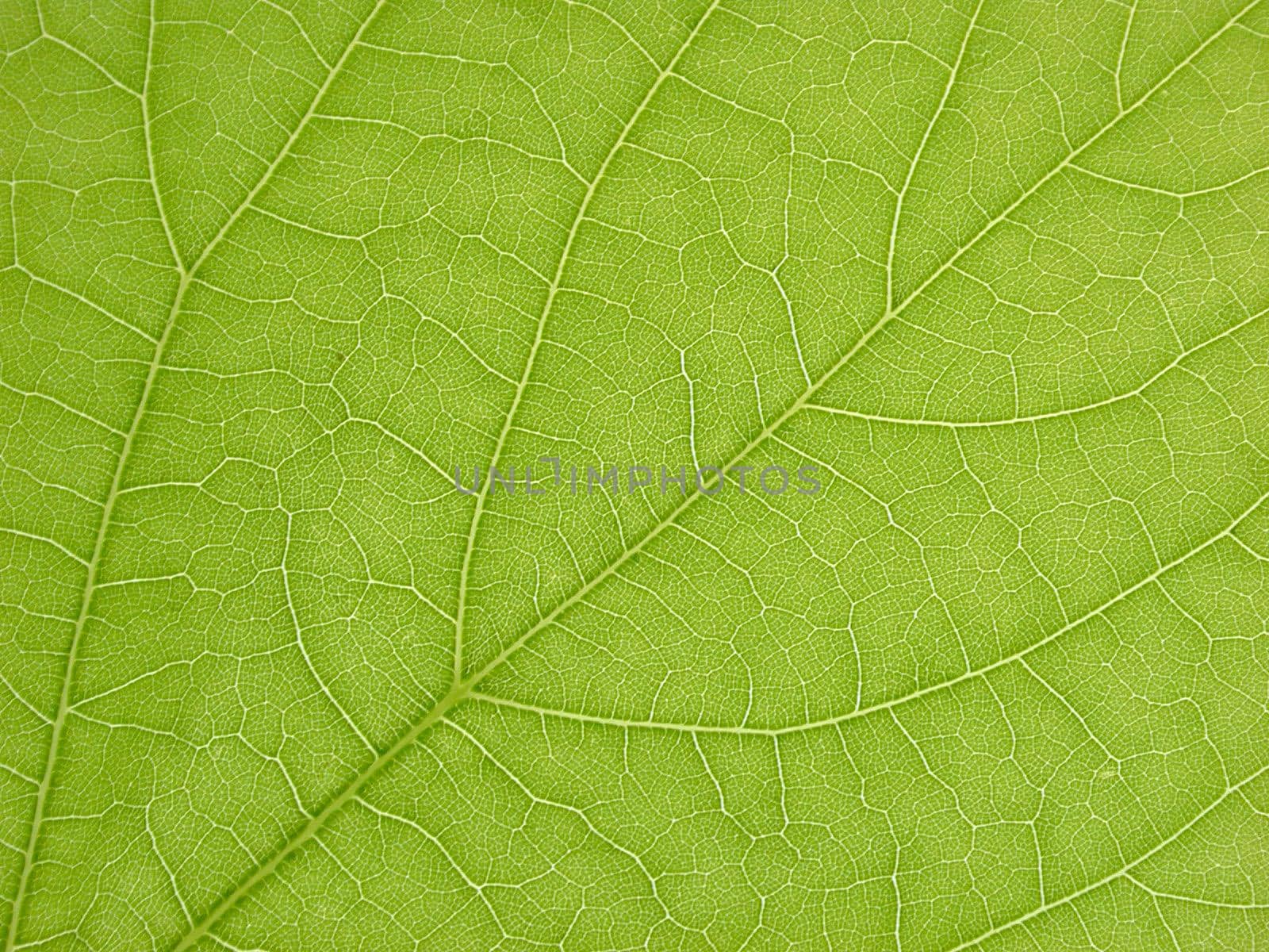 Background texture and natural pattern of the veins on a fresh green leaf for use in bio and eco themed concepts