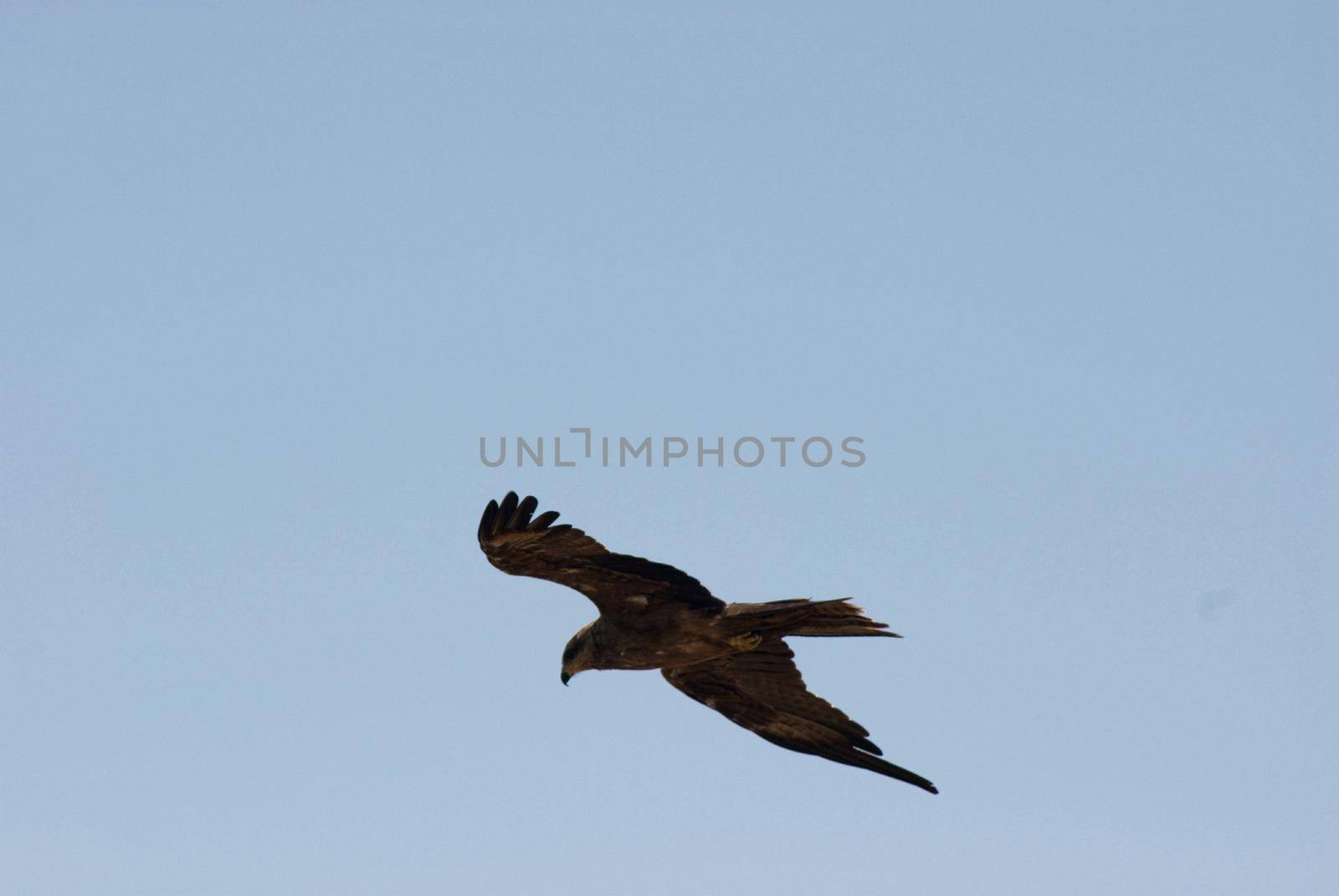 Hawk soaring overhead in a blue sky as it circles looking for prey using wind currents to glide