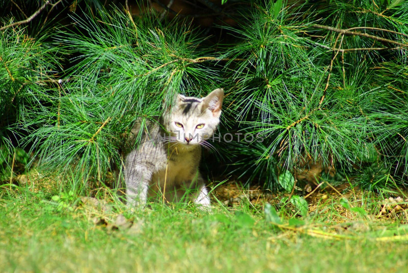 Kitten Under Tree
