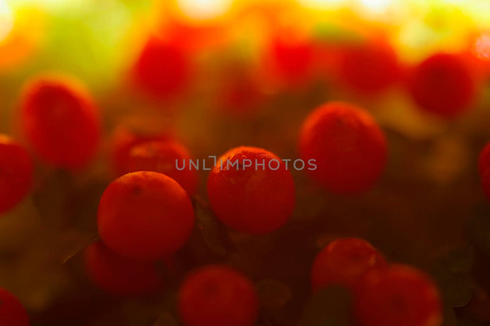 super close up on small red berries