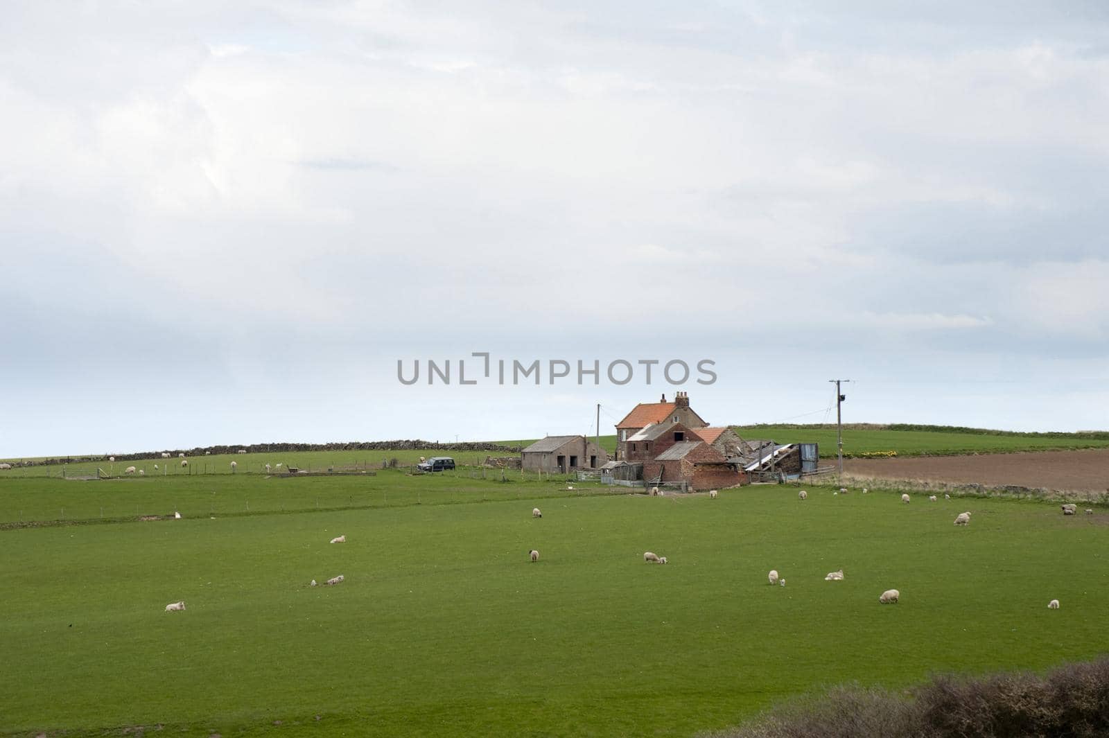 Green agricultural landscape with grazing lambs and sheep in lush pasture surrounding farm buildings