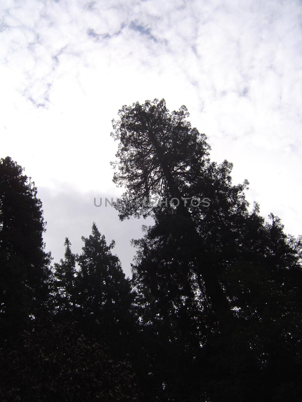 tall redwood tree sequoia forest, california, USA