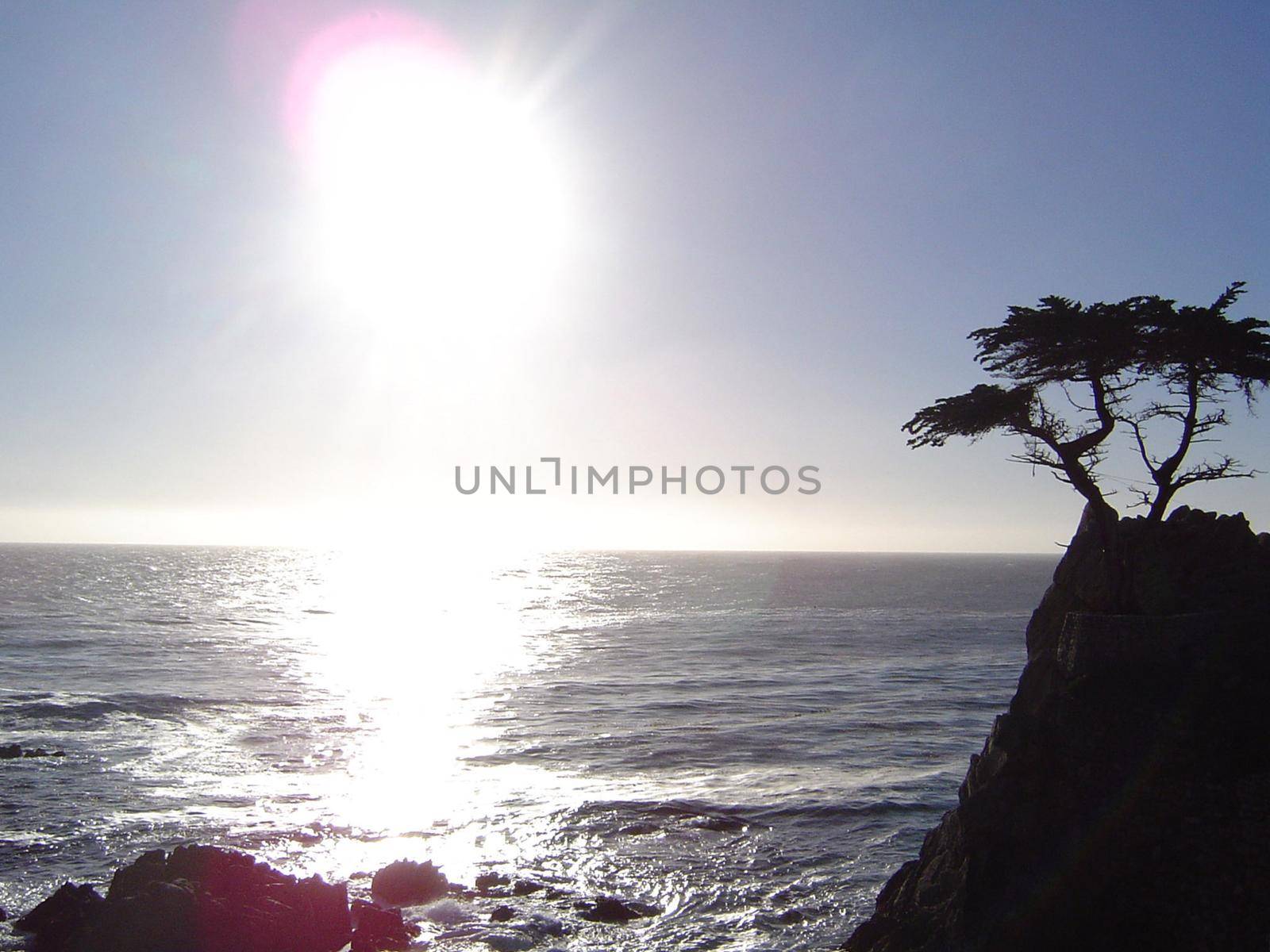 lone cyprus tree on the monterey coast, california