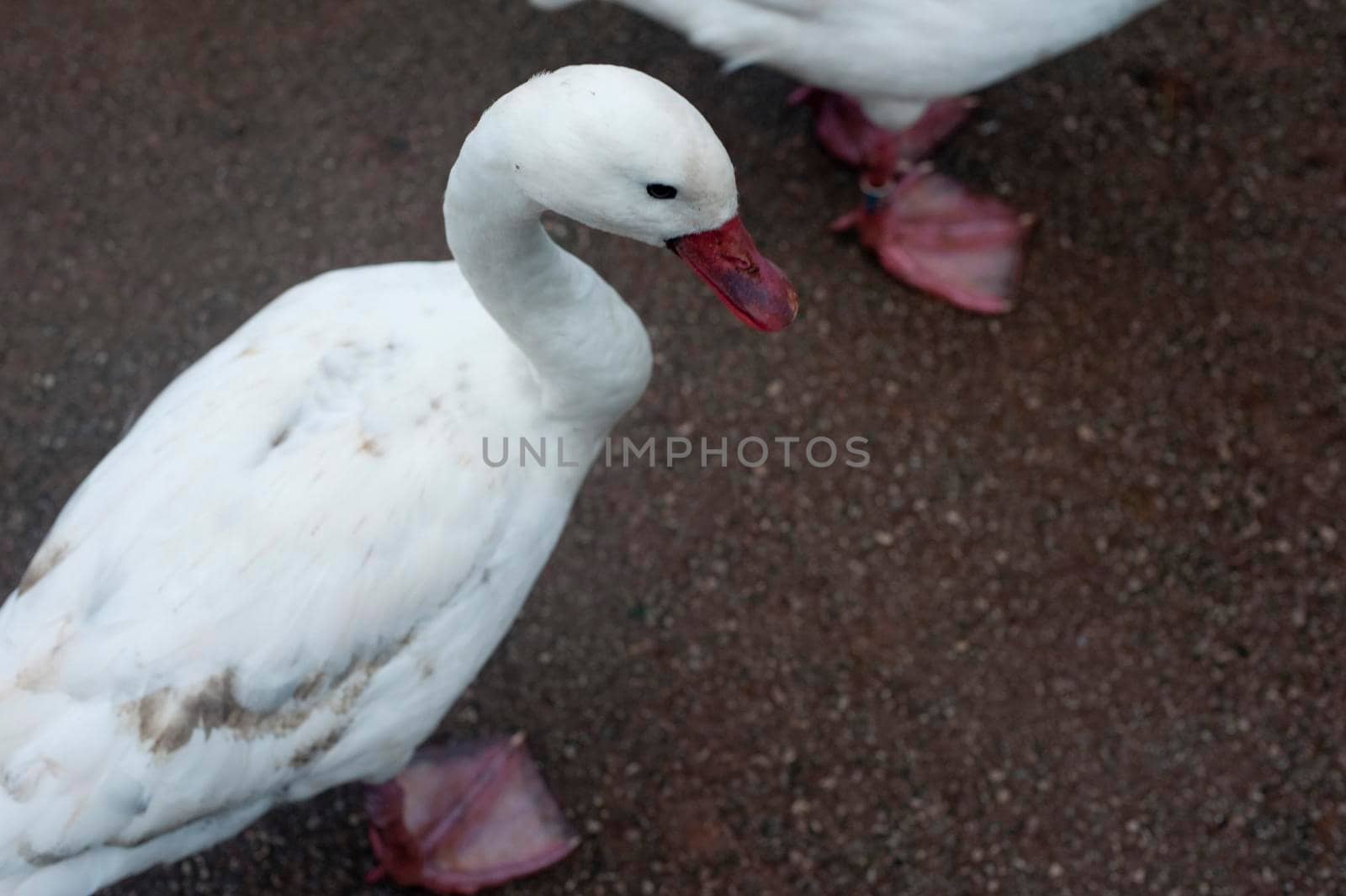 High angle view of a white domestic goose with webbed feet waddling across the ground in a farmyard