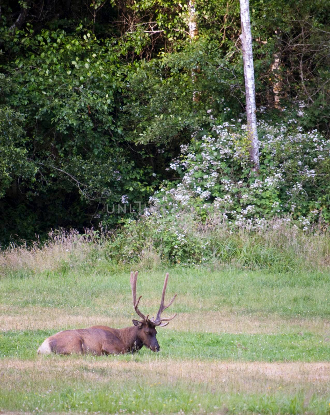 an elk laying in a meadow