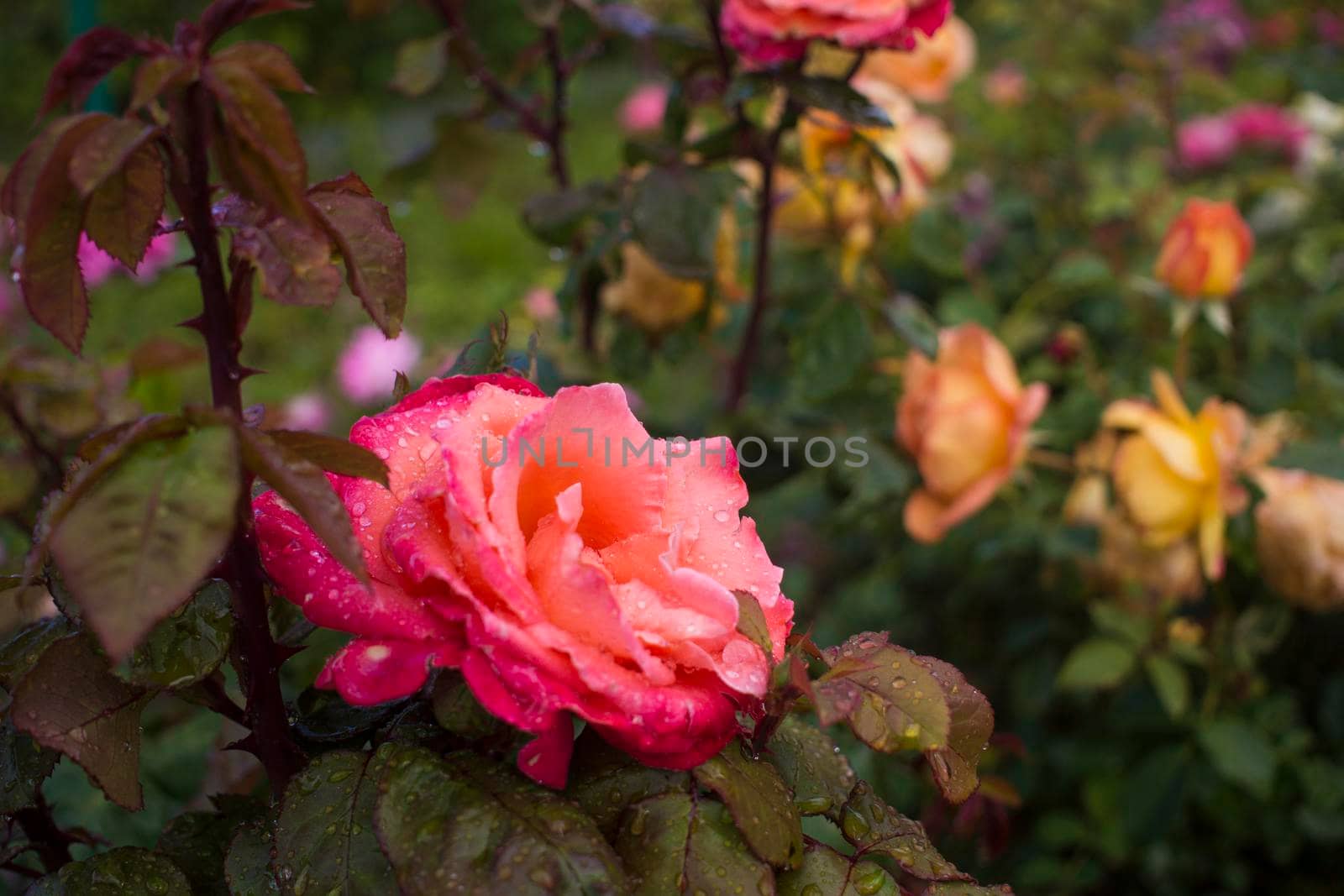 Beautiful red roses flowers with rain drops glossy and green leaves on shrub branches against the green foliage. The concept of love and passion. High quality photo