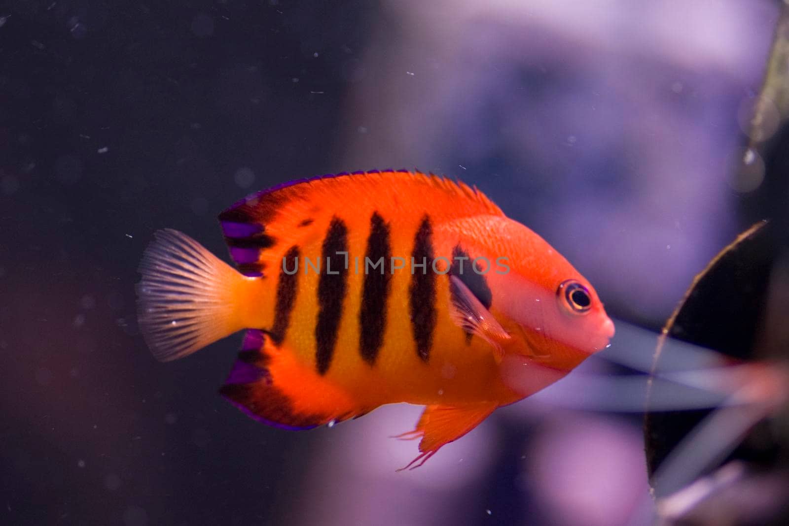 a bright orange flame angel fish