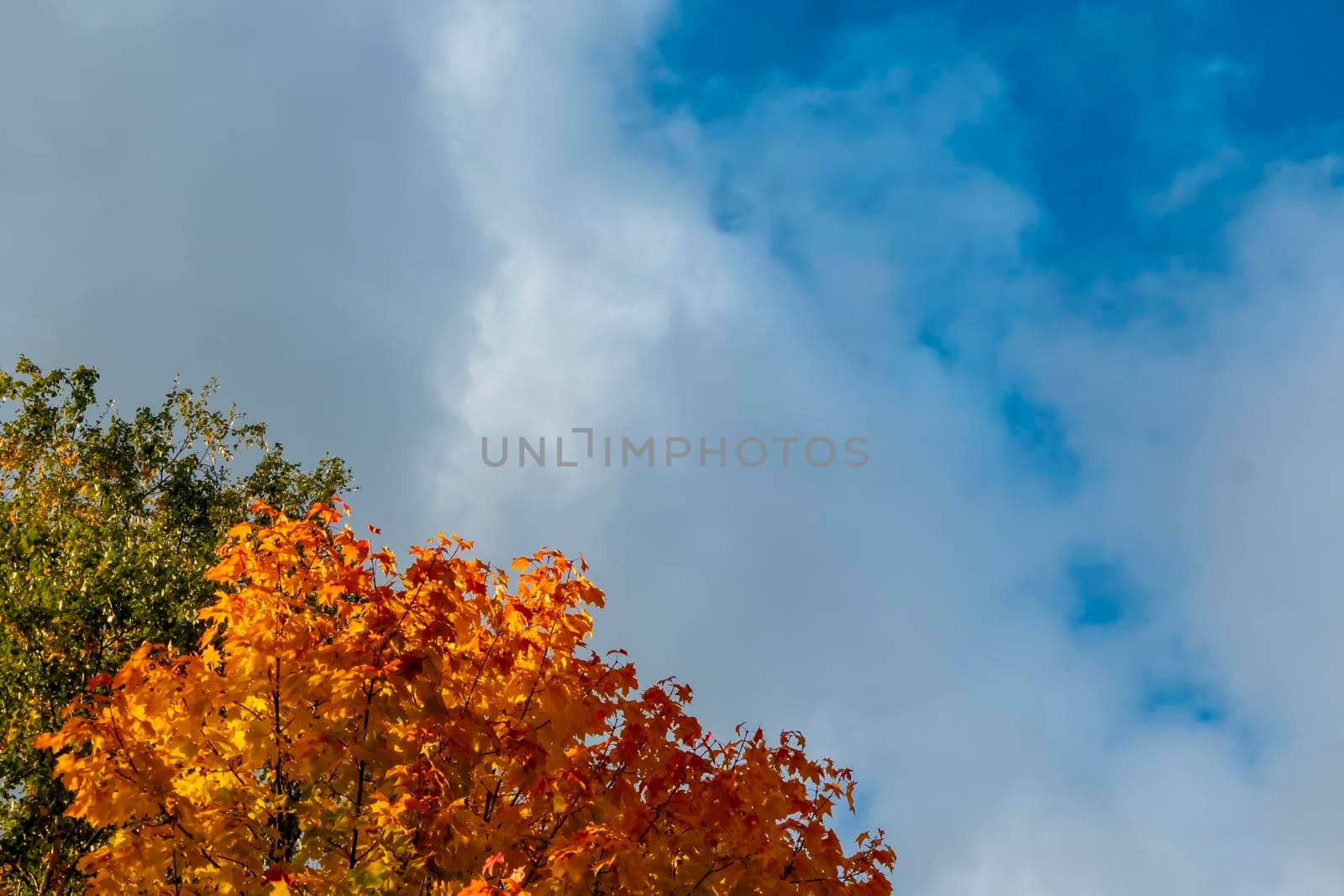 Blue sky with white clouds over the crown of a tree with red and yellow leaves. High quality photo