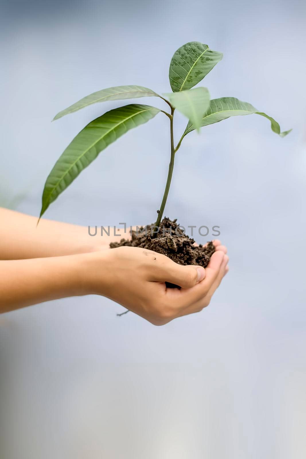 Close up of hands of a farmer holding a green-colored plant in his hands, concept of van Mahotsav and forest conservation. by mirzamlk