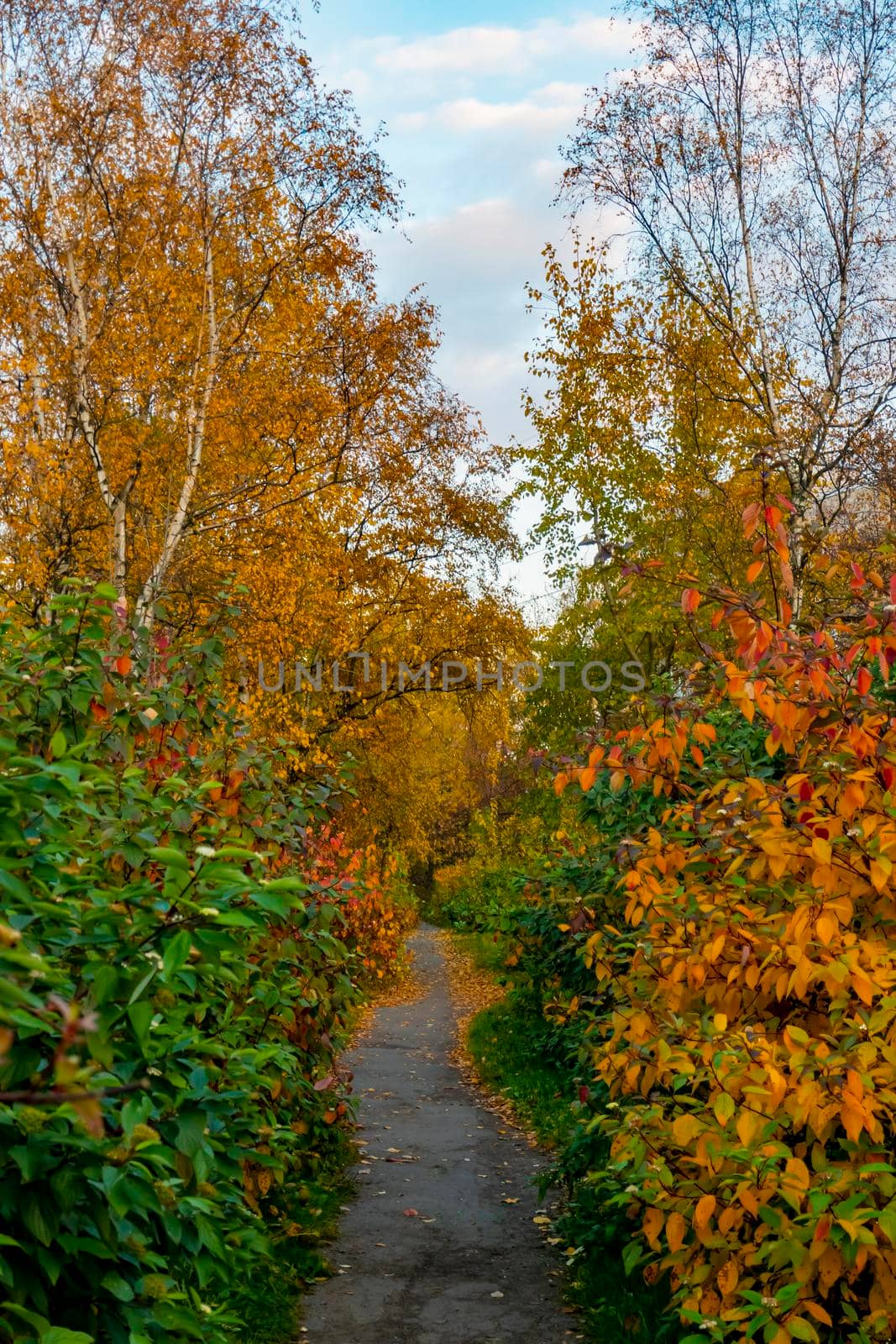 Blue sky with white clouds over the crown of a tree with red and yellow leaves. High quality photo