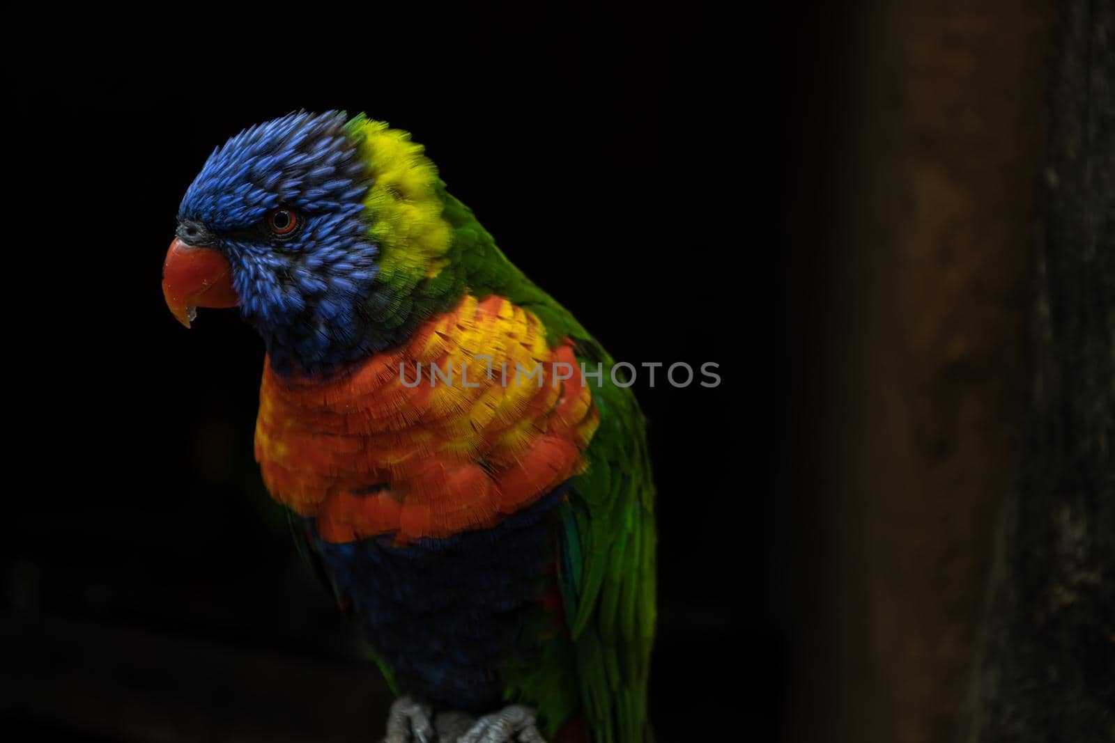 Closeup at colorful very beautiful parrot perching on a log. High quality photo