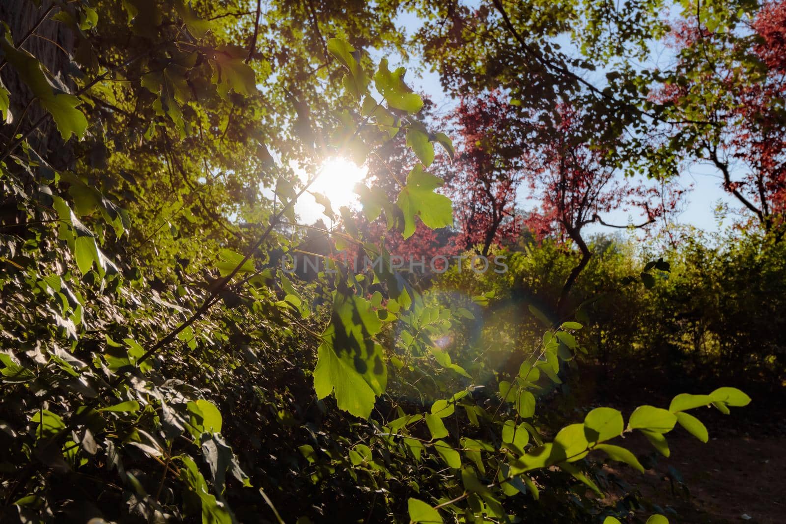 the beautiful scenery of the autumn forest. High quality photo