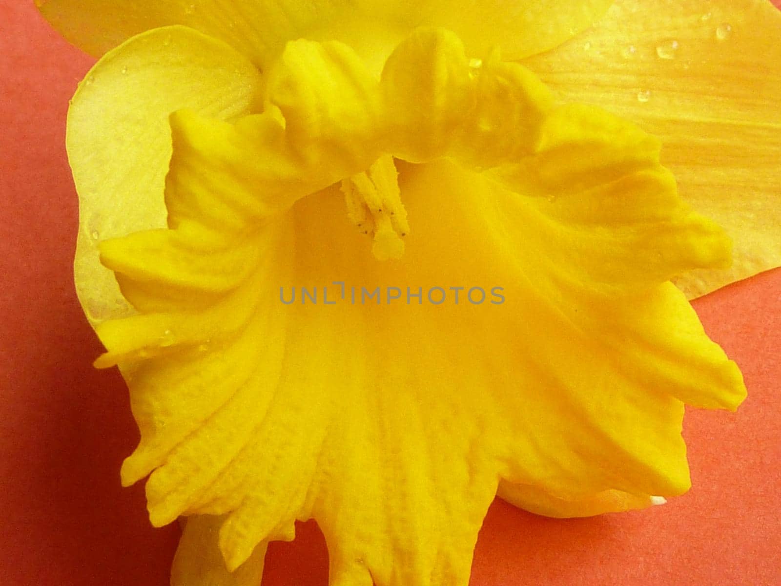 Fresh yellow daffodil flower with drops of water on fragile petals, viewed in macro close-up on orange surface