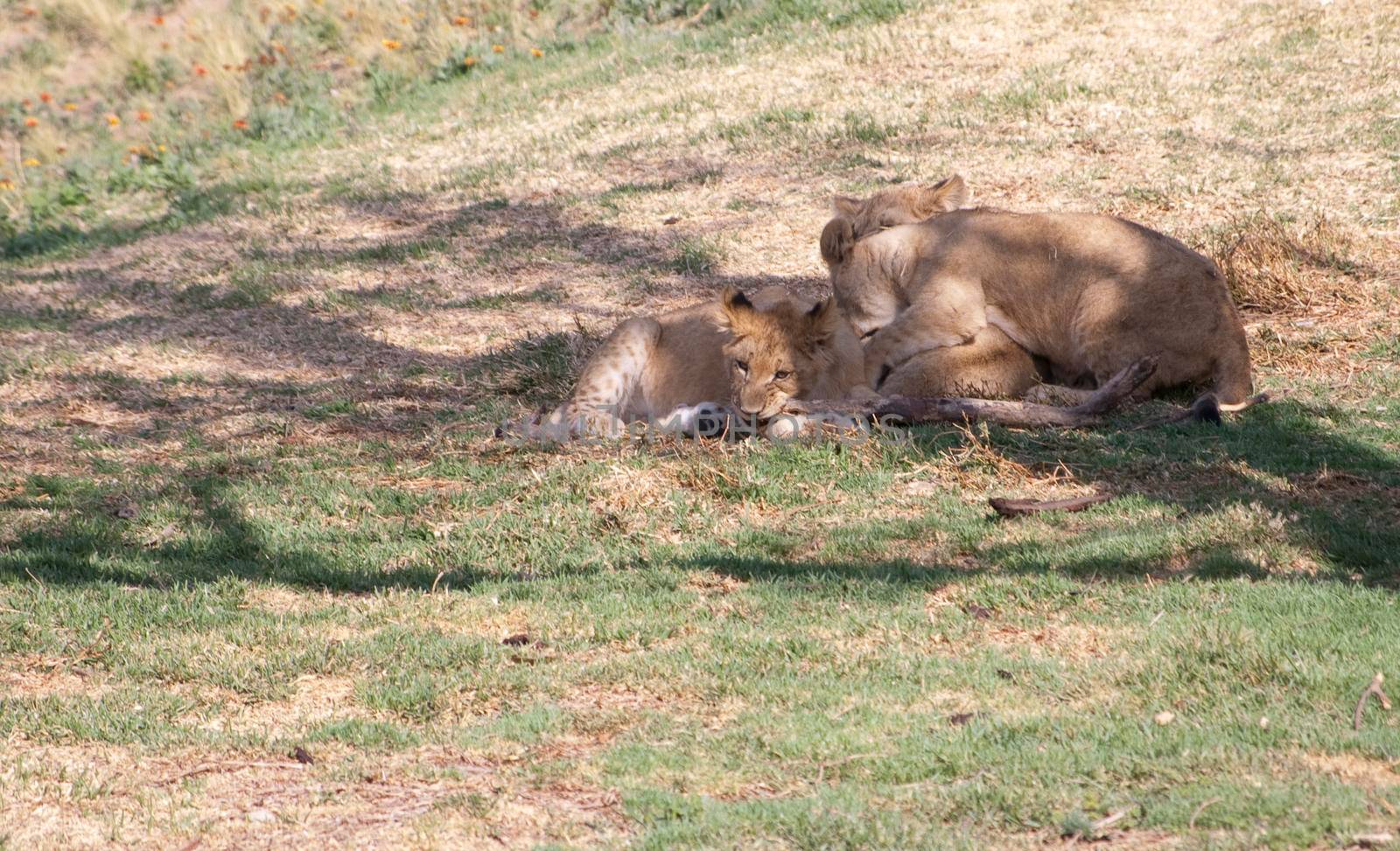 a pride of sleepy lions under the shade of a tree