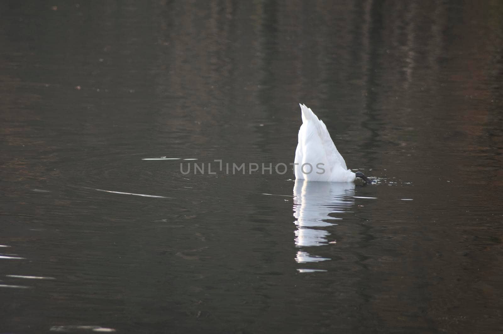 Swan foraging underater for plants with its tail sticking straight up in the air in the centre of the water