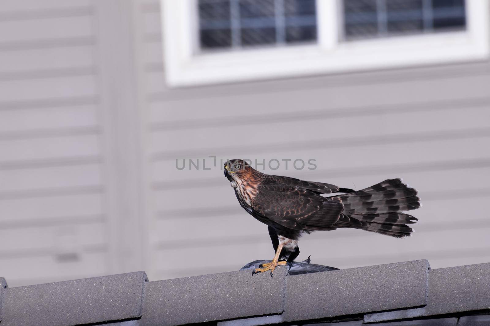 Red-tailed Hawk with fresh kill under his foot.