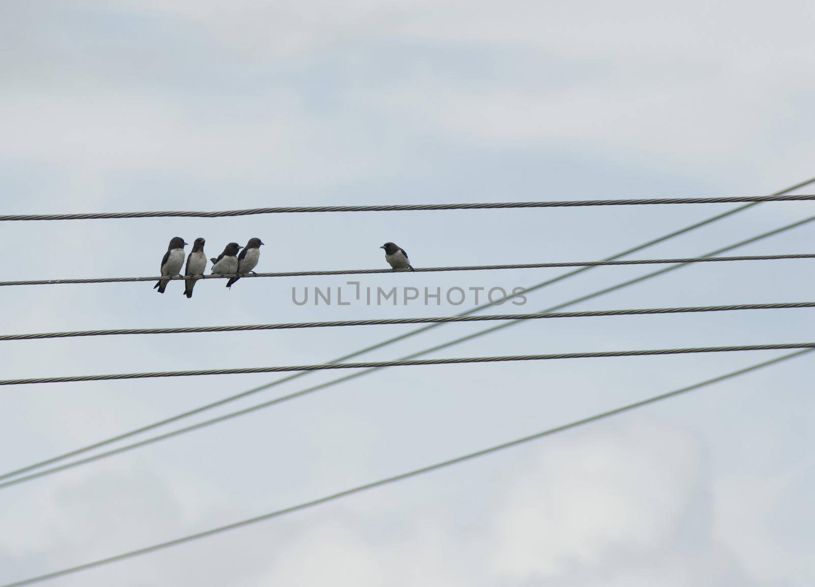 birds on a wire, one bird looking towards 4 others, concept making up, discussion