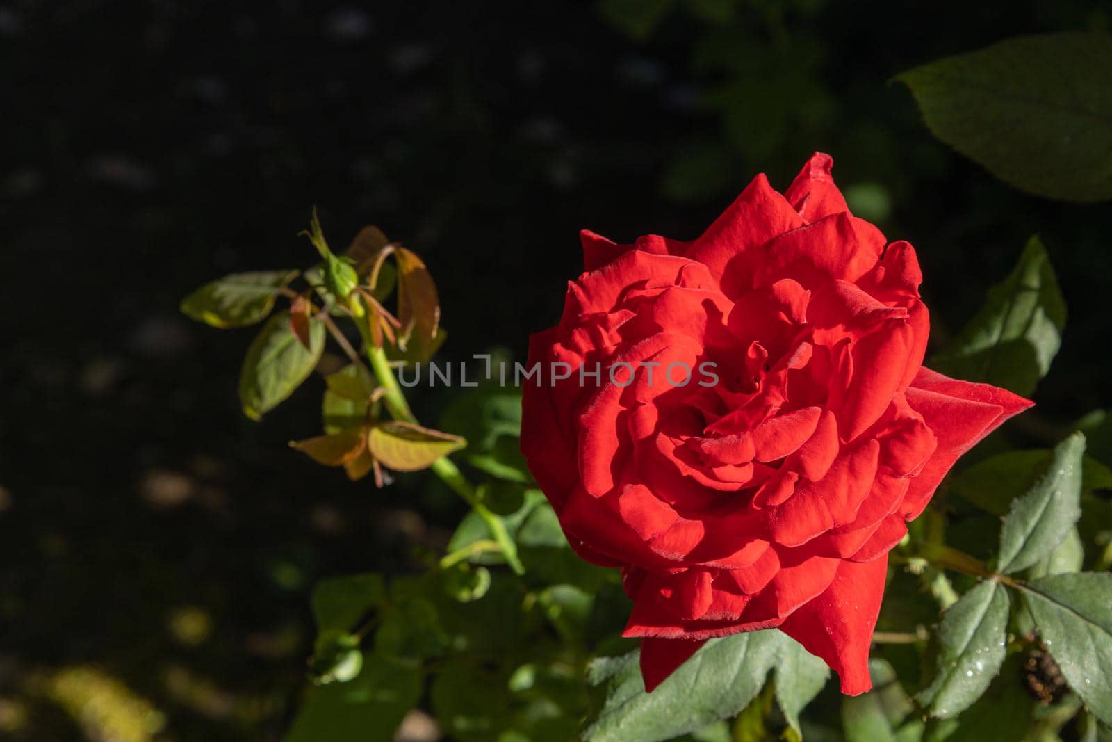 Close-up of beautiful red rose in the garden by exndiver