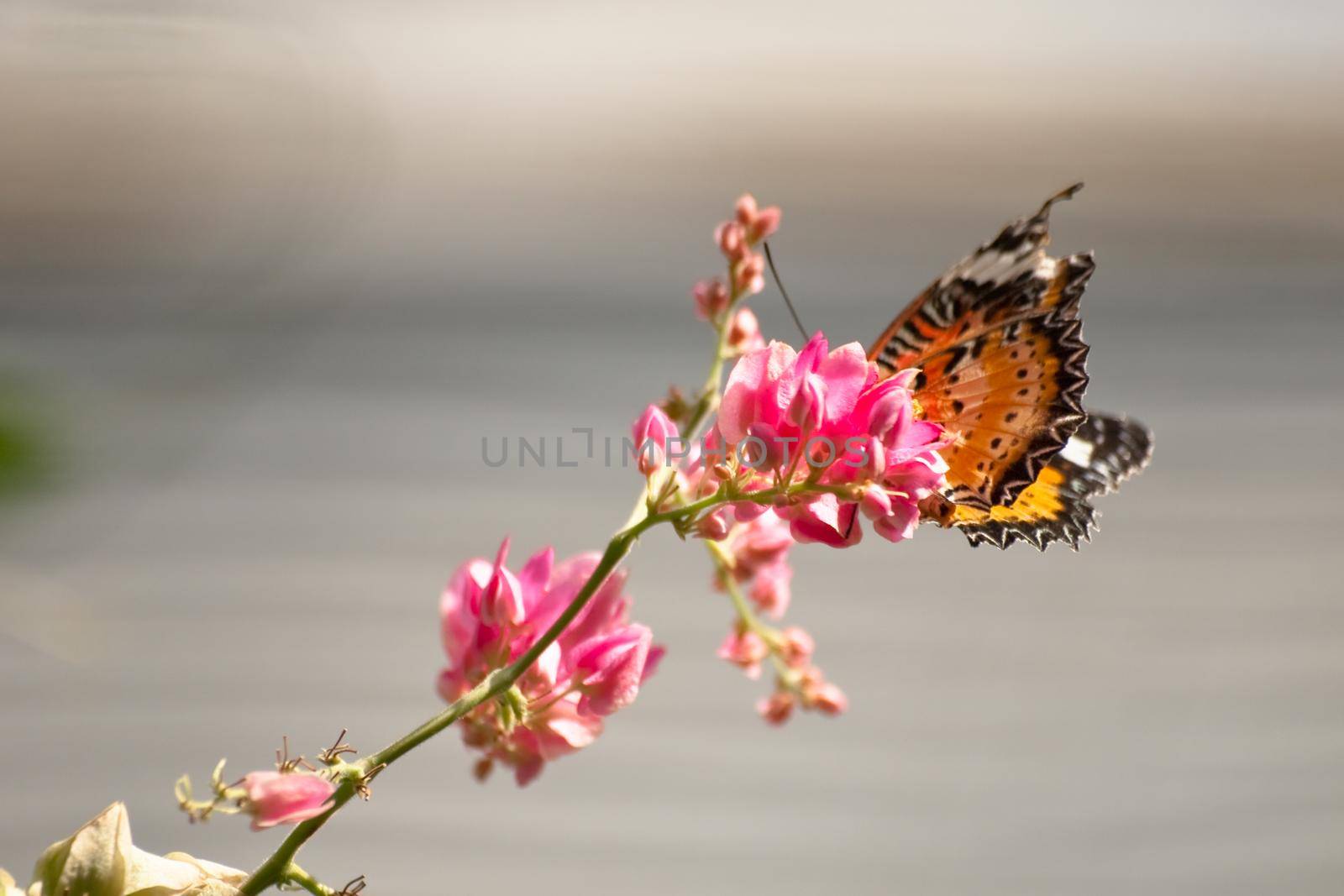 Monarch butterfly.