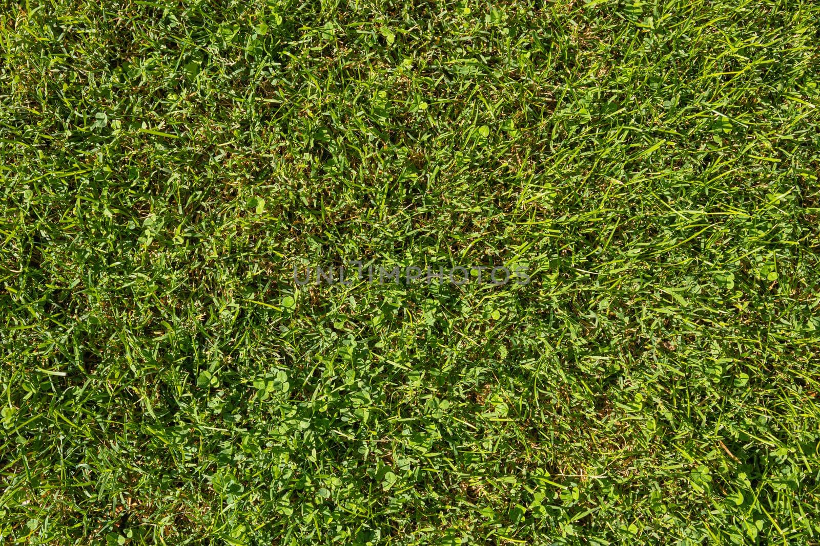 Green grass texture for background. Green lawn pattern and texture background. Close-up. High quality photo
