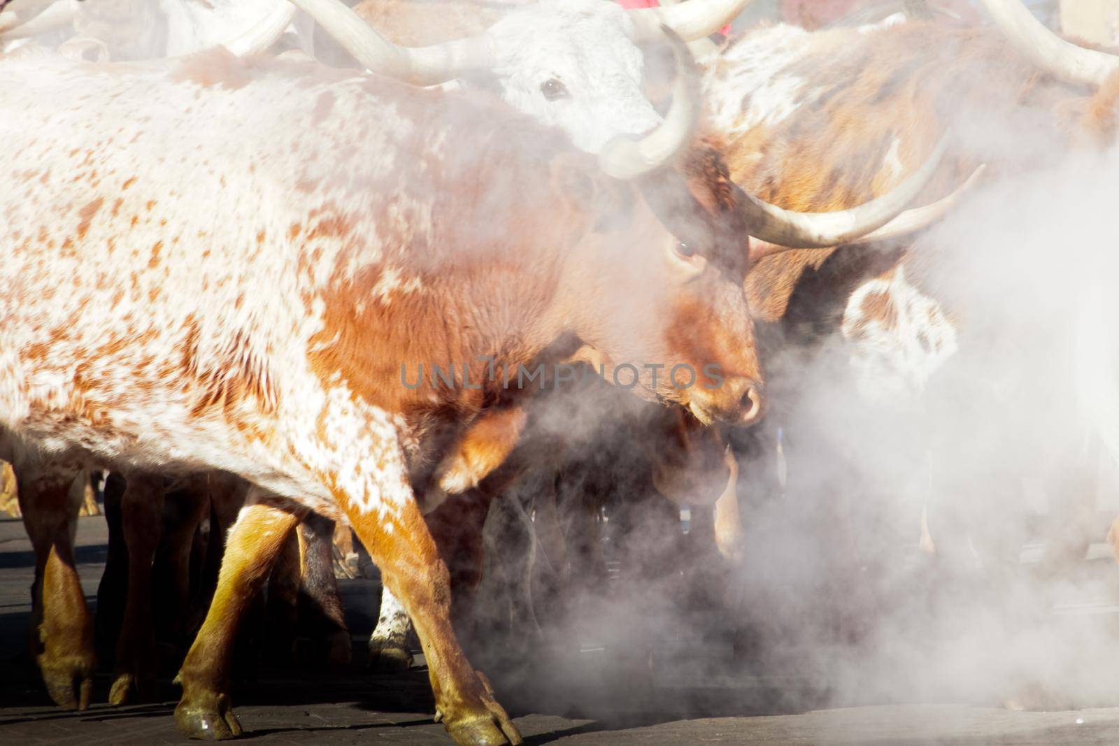 Texas Longhorns at National Western Stock Show Parade. Denver, Colorado.