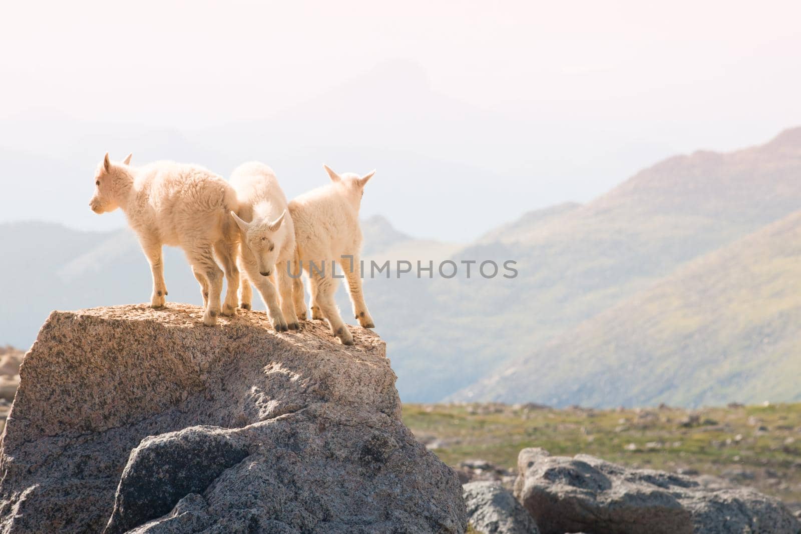 Tree baby mountain goats on the top of rock.