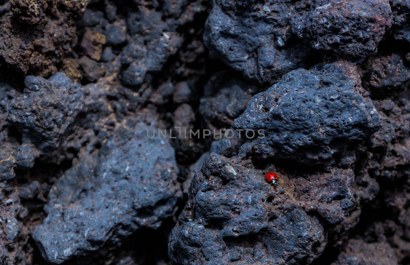 Close-up of A small ladybug on the volcanic stone. Mount Etna, Sicilia. High quality photo