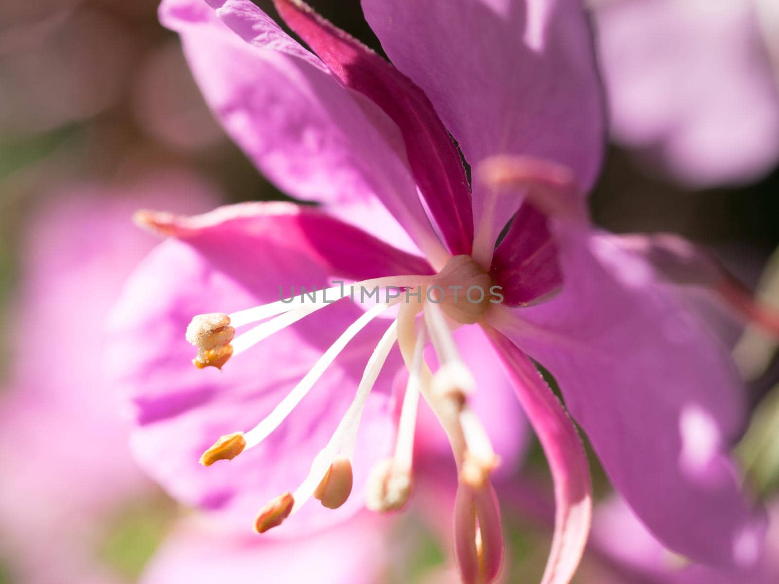 Pink Wildflower Fireweed.
