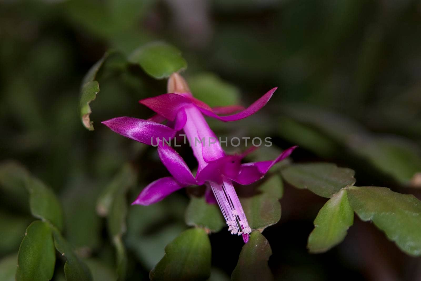 close up on a purple flower of a flowering christmas cactus